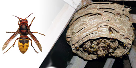 comparaison-frelon-europ