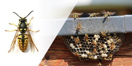 comparaison-guepes